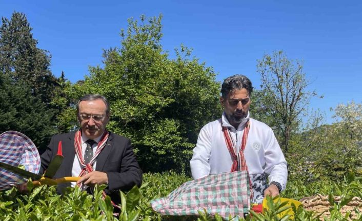 Çaykur Rizespor Teknik Direktörü İlhan Palut çay bahçesine girdi, çay topladı