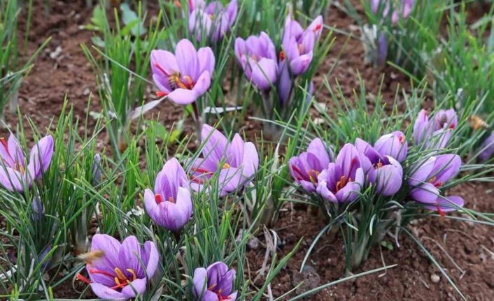 Dünyanın en pahalı baharatını ekti, kilosunu 200 bin liradan satıyor