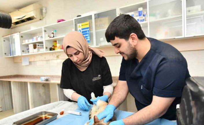 Esenyurt Belediyesi ekipleri hamile kediyi Modern Hayvan Bakımevi’nde tedavi ettirdi