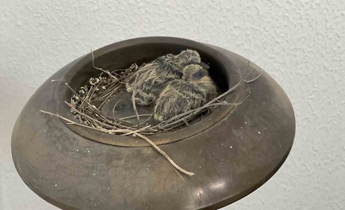 Makam odasının balkonundaki küllük kumrunun yuvası oldu