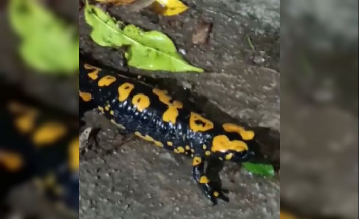 Nesli tükenmekte olan ’Anadolu Semenderi’ görüntülendi