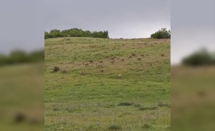 Popülasyondaki artış görüntülere de yansıyor