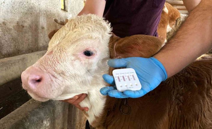 Türkiye’de ilk kez uygulanan yöntemle buzağı ölümleri yüzde 60’tan yüzde 20’lere geriledi