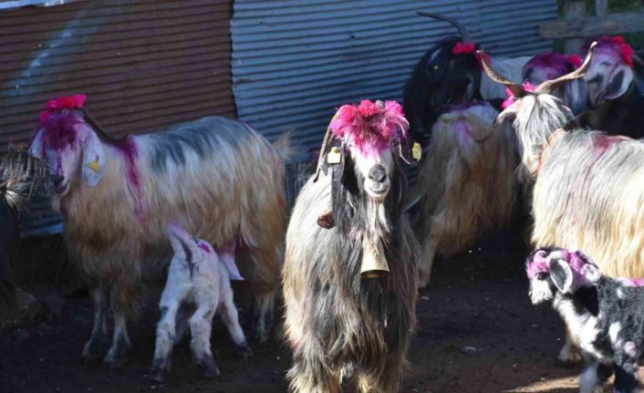 117 yıldır devam eden gelenek: Gelin gibi süslenen hayvanları ile göçe başladılar