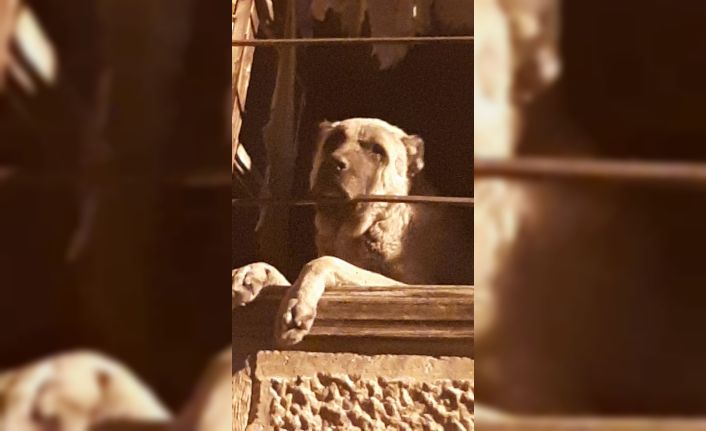 20 gündür kayıp Kangal cinsi köpek harabe binada hapsedilmiş halde bulundu