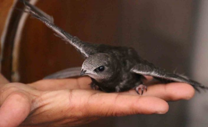 Uyuyarak uçmasıyla bilinen ebabil kuşu, göç yolunda depremzede antikacının misafiri oldu