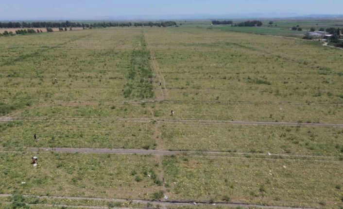 300 dönümlük kavun tarlasında hasat bereketli olunca, son mahsulü hayrına depremzedelere bıraktı