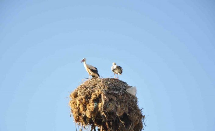 Batman’da yangın sonrası yuva yapan leylekler 6 yıldır göç etmiyor