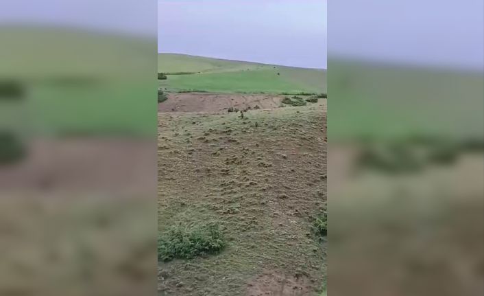 Domuz sürüsü yerleşim yerine kadar indi