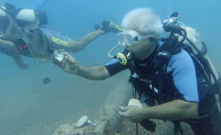 Su altında midyeyle domuz balığını besleyen profesör, ani saldırıyla neye uğradığını şaşırdı