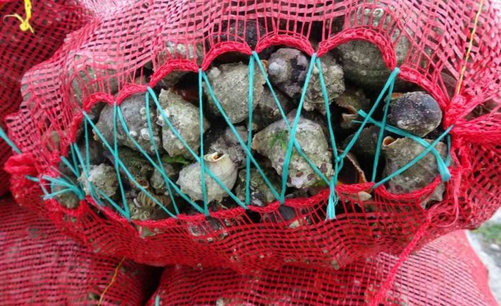 Yaz döneminde balıkçıların geçim kaynağı deniz salyangozu ekonomik katkı sağlıyor