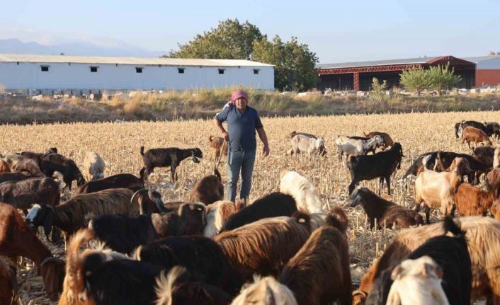 Çobanların kavurucu sıcakta zorlu mesaisi, yüksek maaş talebi çoban bulmayı zorluyor