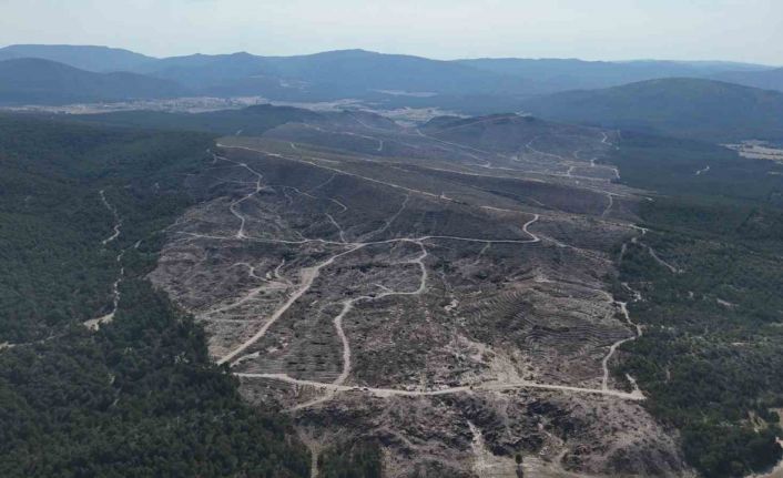 Kül olan 312 hektar ormanlık alan 333 bin fidanla yeşertilecek