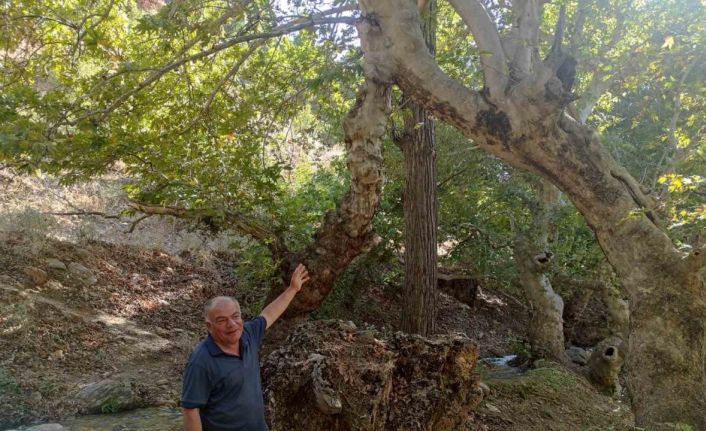 Mesafe tanımayan iki çınar ağacı tek gövde üzerinde birleşerek 50 metre yükseldi
