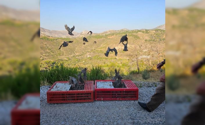 Antalya’da orman yangınına karşı doğa dostu adım: 920 keklik salımı gerçekleştirildi