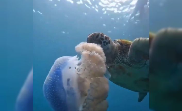 Caretta carettanın deniz anasını yediği görüntülerle denizi kirletenlere ’çevre’ mesajı