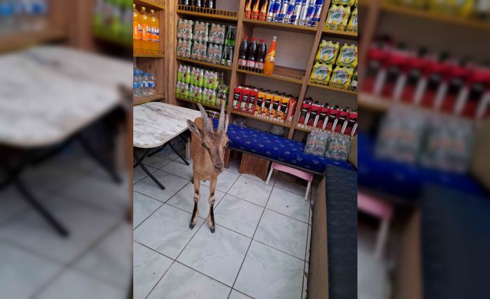 Çarşı merkezine kadar inen koruma altındaki yaban keçisi tekel bayisine girdi