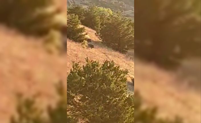 Elazığ’da domuz sürüsü bahçeyi talan etti, bahçe sahibi duruma tepki gösterdi