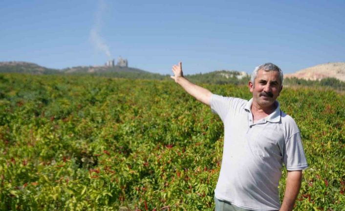 160 yıldır aynı tohumdan üretilen acı kırmızıbiberin verimi bu yıl düştü