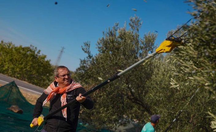Ayvalık Belediyesi zeytinliklerinin ilk hasadı Ayvalık Belediye Başkanı Mesut Ergin tarafından yapıldı.