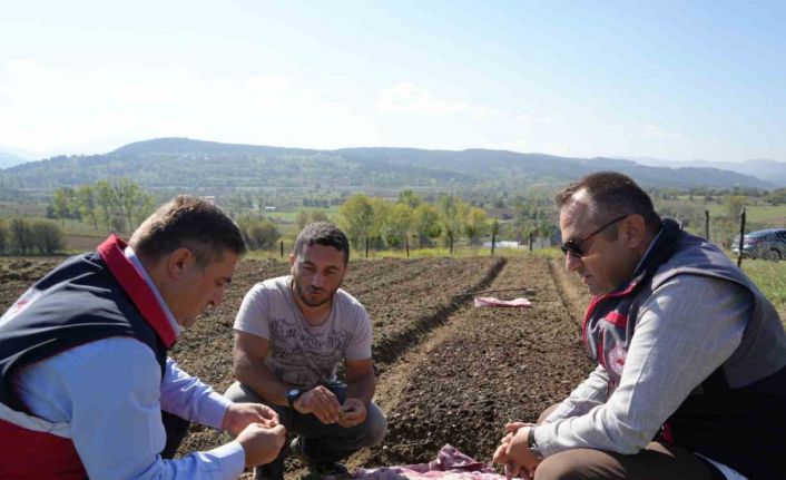Doğada toplanması yasak olan salebin üretimi artıyor: Kastamonu’da 12 dekar alanda dikim başladı