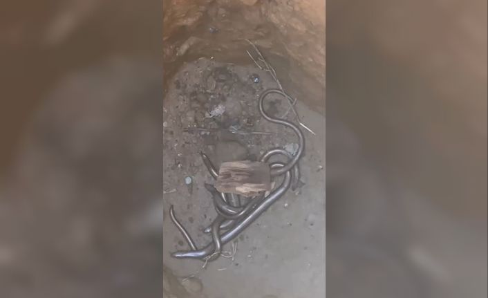 Elektrik direği için açılan kuyuya düşen kör kertenkeleler işçileri bile şaşırttı