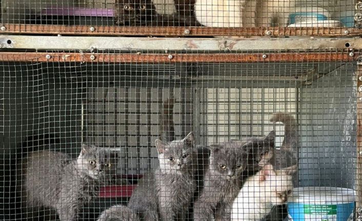 Kırklareli’nde kaçak hayvan operasyonu: 1 milyon 241 bin 973 lira ceza