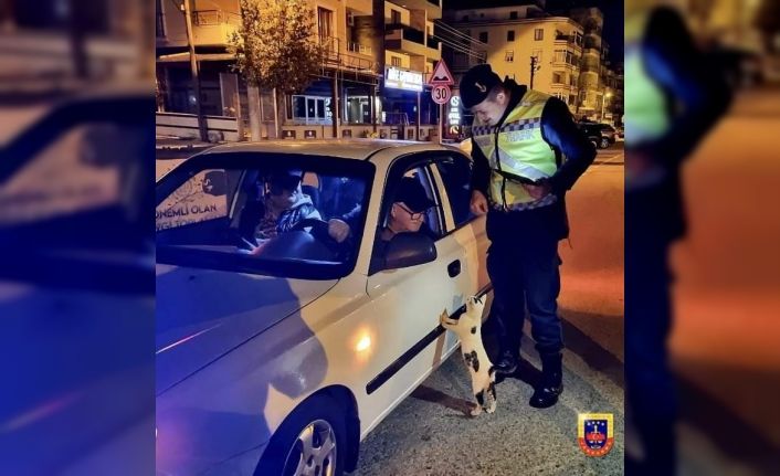 Tekirdağ’da denetim sırasında araca tırmanan kedi gülümsetti: "Ehliyet, ruhsat tamam ama mamayı unuttun"