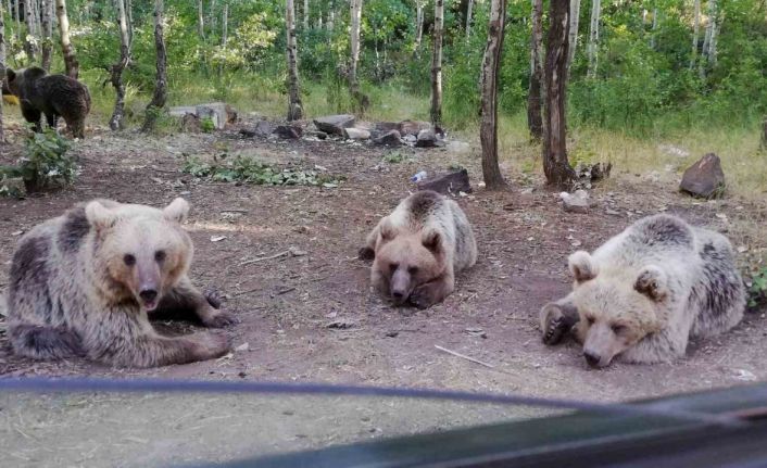 Uzmanlardan uyarı: Nemrut Krater Gölü’nde ayıları beslemek hayati tehlike oluşturuyor