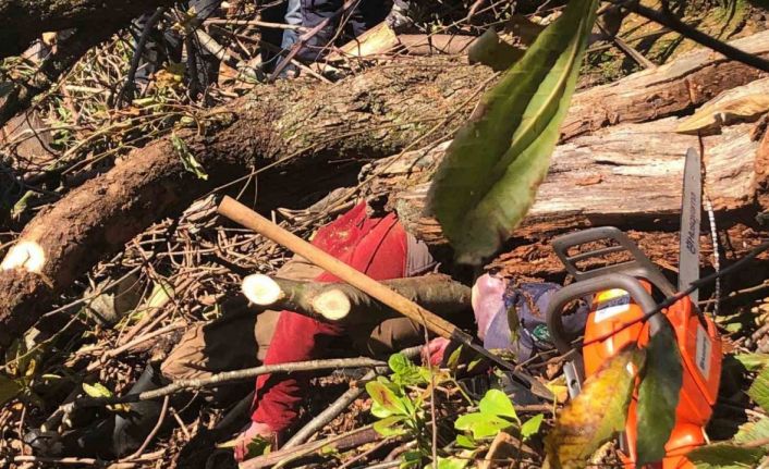 Artvin’de kestiği ağaç üzerine devrilen adam hayatını kaybetti