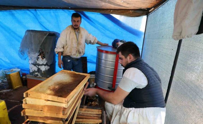 Başka illerden arıcılar gelmeyip kovan sayısı azalınca, bu yıl çam balı dalda kaldı