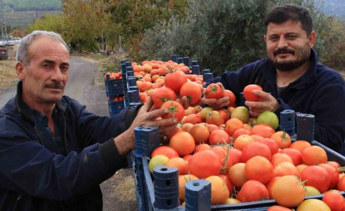 Bu sezon üreticisinin yüzü güldü: Kış mevsiminde açıkta domates hasadı sürüyor