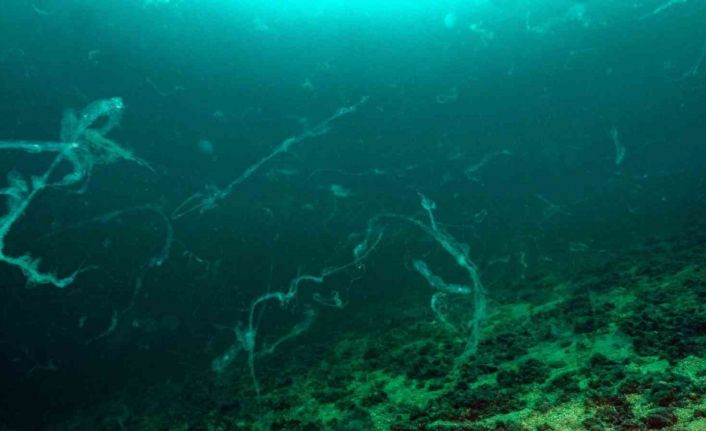 Denizcilik Fakültesi Öğretim Üyesi Prof. Dr. Mustafa Sarı, Marmara Denizi’inde müsilajın nedenlerini, nasıl mücadele edilmesi gerektiğini anlattı