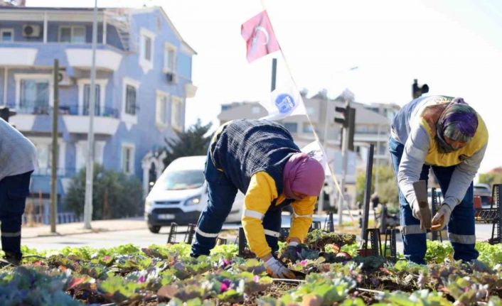 Didim’de kışlık çiçeklerin dikimine başlandı