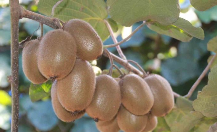 Hobi olarak üretimine başlanan kivide yıllık 300 milyon TL gelir bekleniyor