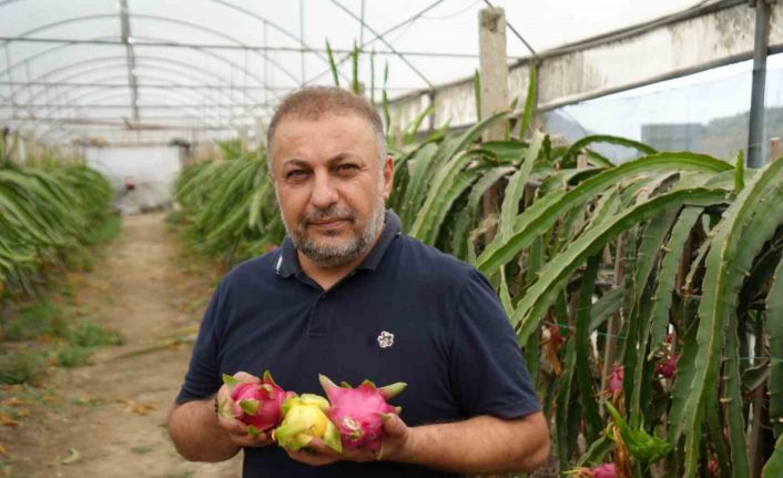 İnternetten gördüğü meyveyi şimdi 210 metrekarelik serada yılda 5 kere hasat ediyor
