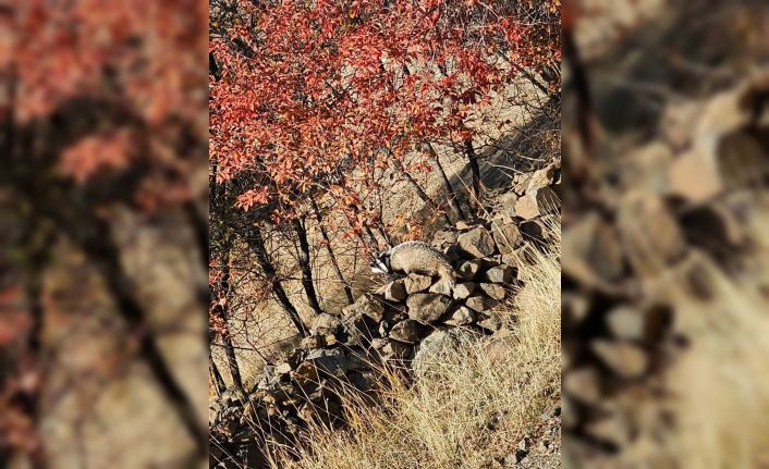 Kırmızı listede bulunan ‘Porsuk’ Elazığ’da görüldü