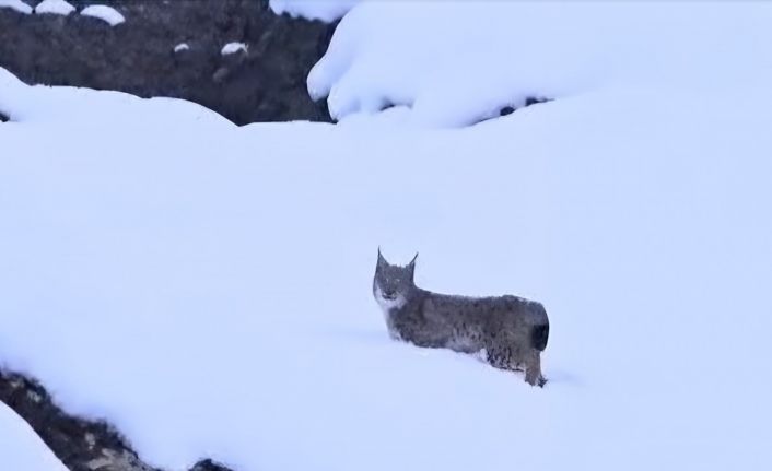 Kırmızı listedeki vaşaklar Tunceli’de görüntülendi