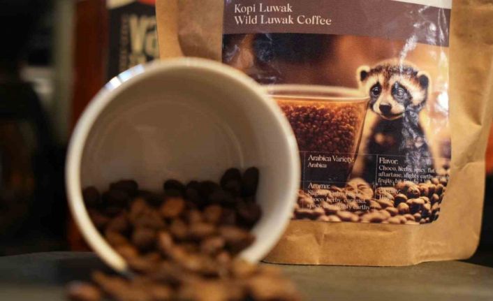 Misk kedisinin midesinde fermante olan ve titizlikle hazırlanan kahvenin tozu bile ziyan edilmiyor