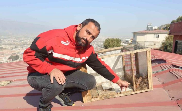 Otuz hayvanını telef eden sansarı, 20 gün süren sabırla yakalasa da bir gece elinde tutamadı