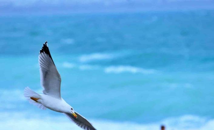 Rus turist fırtınanın oluşturduğu dev dalgalar arasında denize girdi, ceket giyenlere güldü