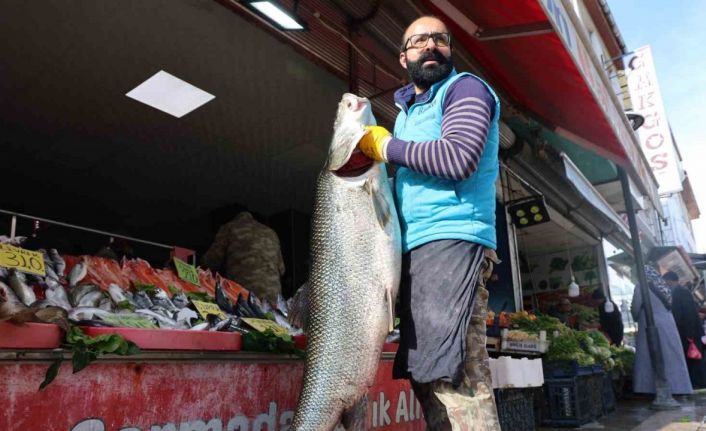 Sezonun ilk dev turna balığı Keban Barajında yakalandı