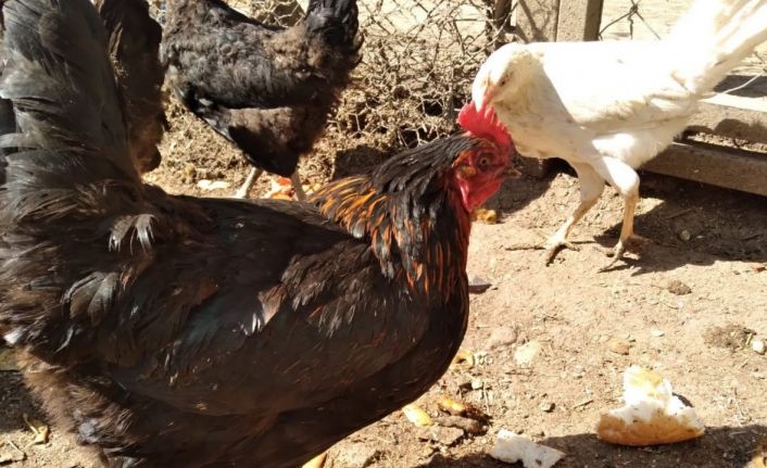 Tavuklarınızın ibik, sakal ve bacaklarında mor renk varsa dikkat
