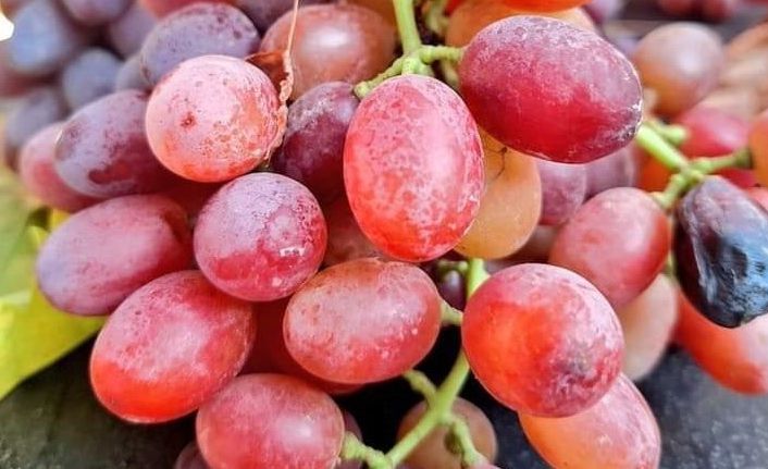 Türkiye’nin üzüm deposunda hasat kışın da devam edecek