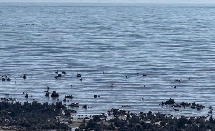 Van Gölü’ndeki su çekilmesi, kuşlar için yeni yaşam alanı oluyor