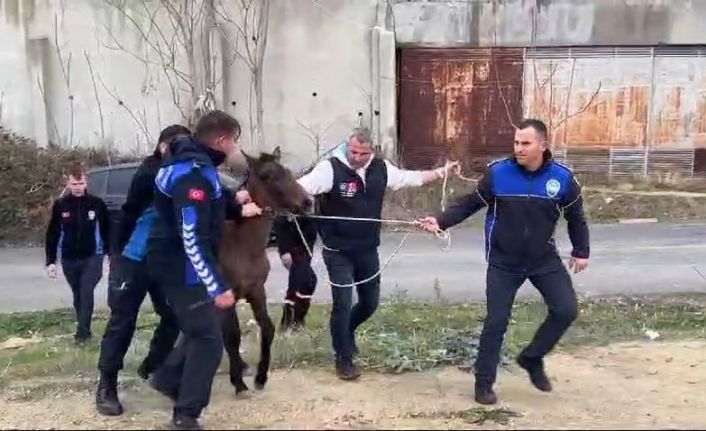 Zabıtadan at yakalama operasyonu