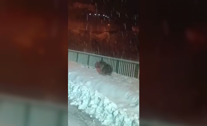 Artvin’de kar temizleme çalışması yapan ekipler kış uykusuna yatmayan ayılarla karşılaştı