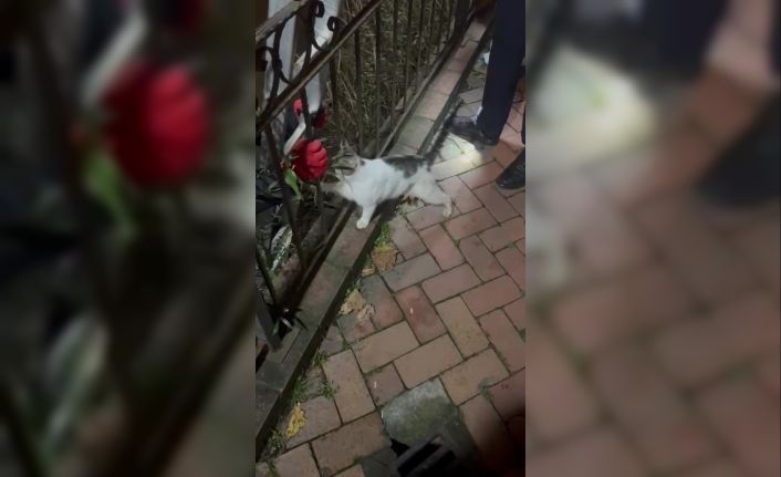 Bir ayda üç kez çaya düşen kedi, kurtarıldıktan sonra patisiyle teşekkür etti