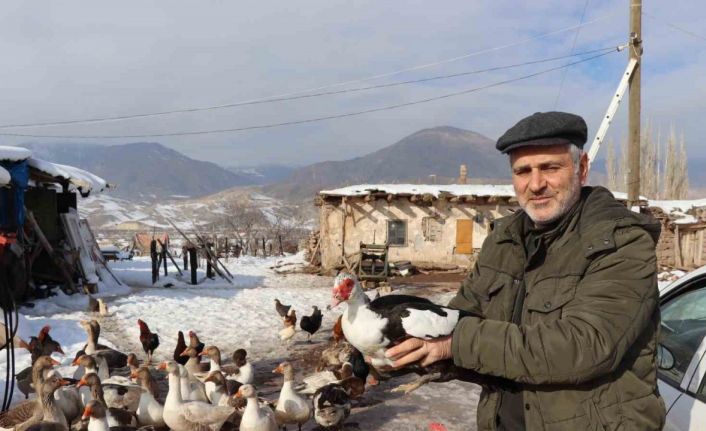Bitki halde bulunan yaban kazı, misafir edildiği kümeste bir günde hakimiyet kurmaya çalıştı