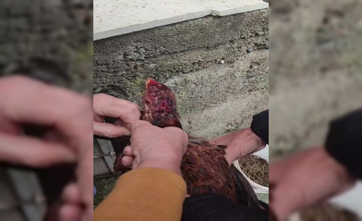 Boynuna ip bağlanan tavuğu vatandaşlar kurtardı